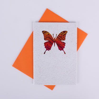 Butterfly Card